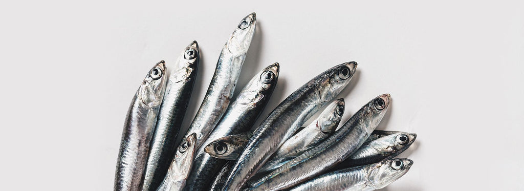 Pile of fresh wild anchovies for Vilgain Omega 3 to support your cardiovascular health