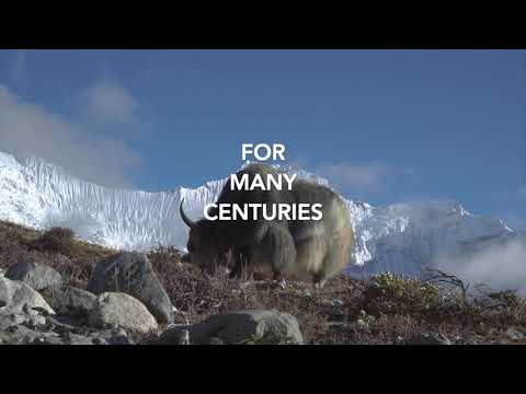 Feel Supreme Altai Shilajit Resin